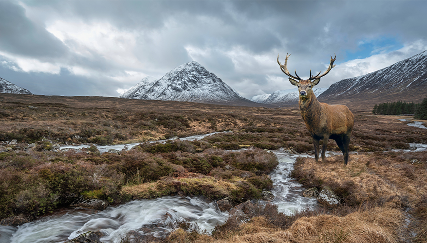 Red Deer, Scotland